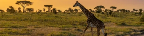 Tansania: Ein unvergessliches Abenteuer in Afrika